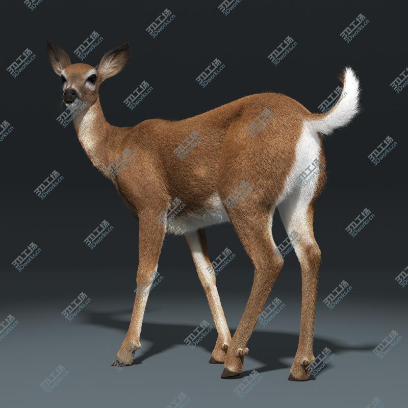 images/goods_img/20210114/White Tailed Doe(FUR)(ANIMATED)/4.jpg